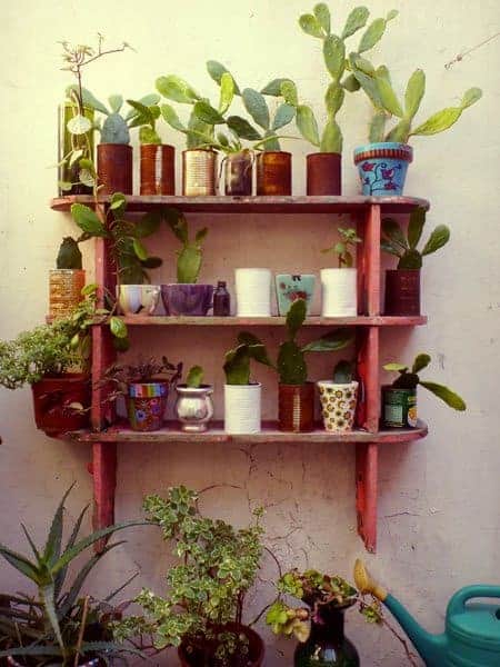 Cactus Shelf 16 - Flowers & Plants