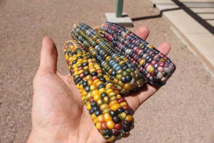 corn3