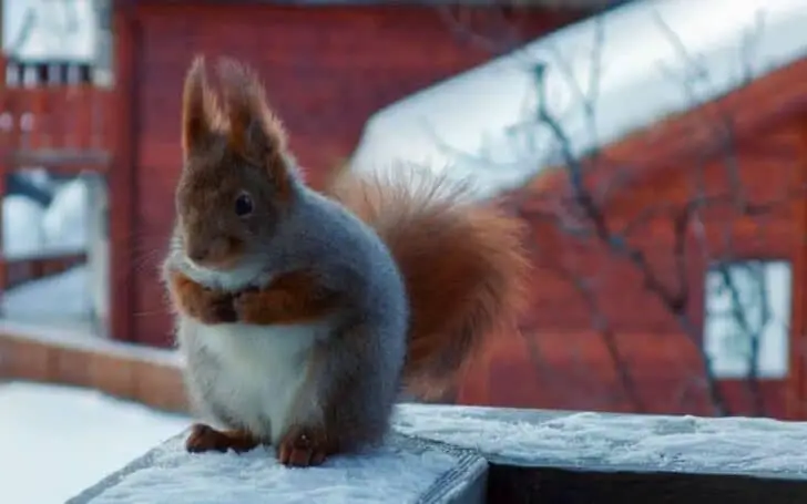 fat-squirrel