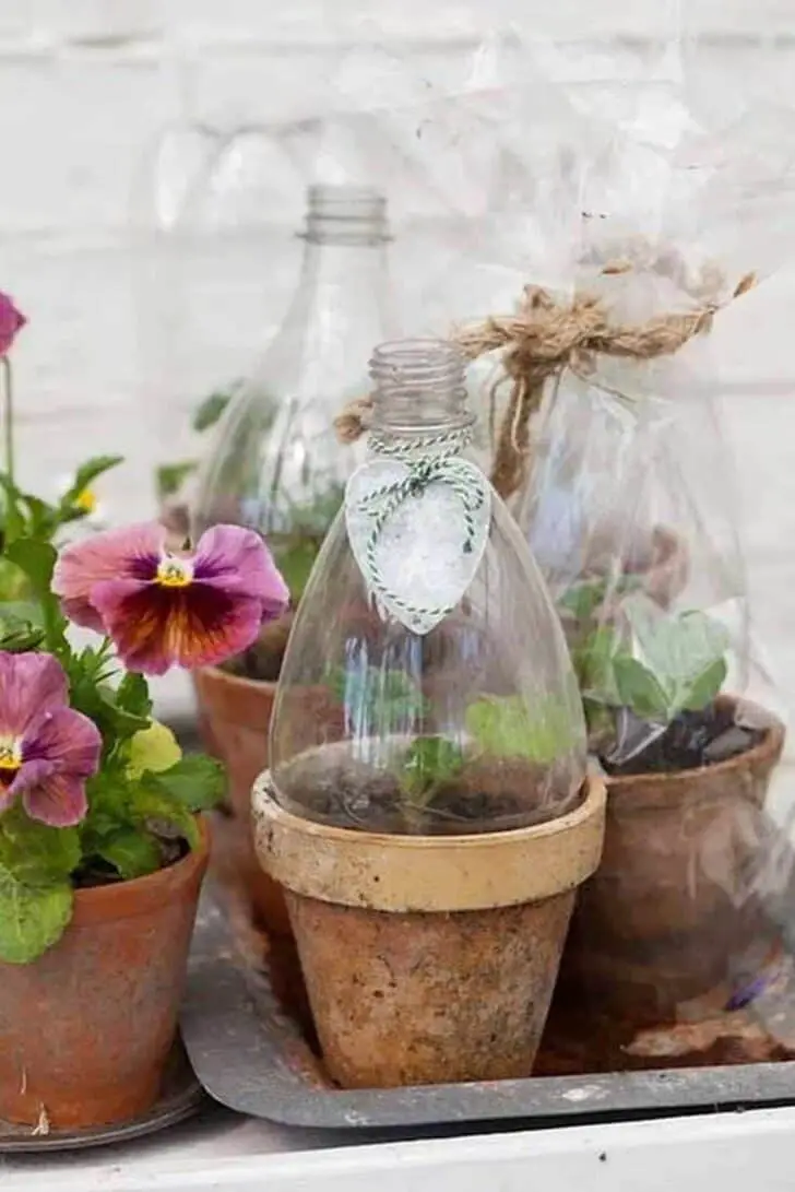 Diy : Mini Greenhouses from Plastic Bottles 16 - greenhouse