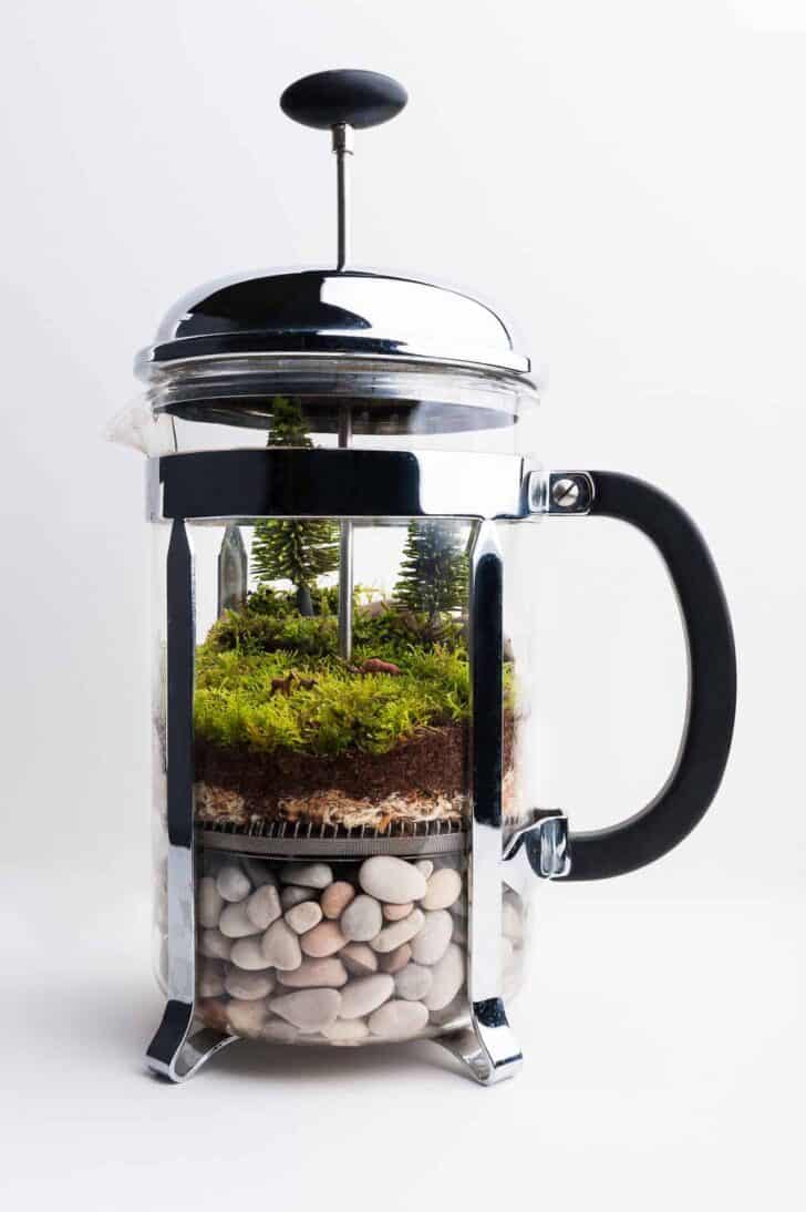 French Press Repurposed as a Terrarium 1 - Flowers & Plants