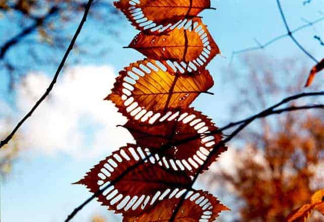 Walter Mason's Land Art 84 - falldecor