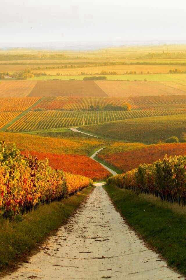 Autumn Vineyard Landscape in Hungary 6 - travelling