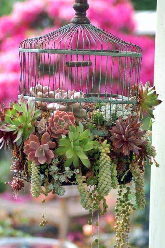 Upcycled Birdcage into Succulent Planter 1 - Flowers & Plants