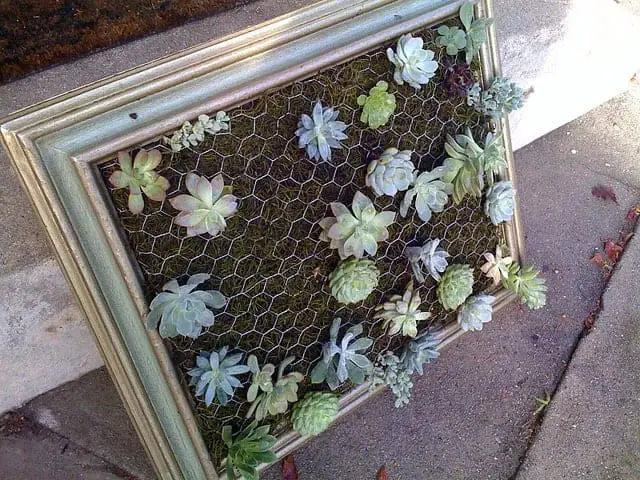 Diy: Framed Vertical Succulent Garden 5 - Flowers & Plants