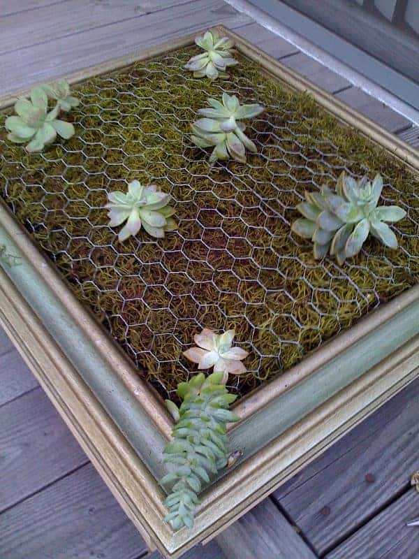 Diy: Framed Vertical Succulent Garden 7 - Flowers & Plants