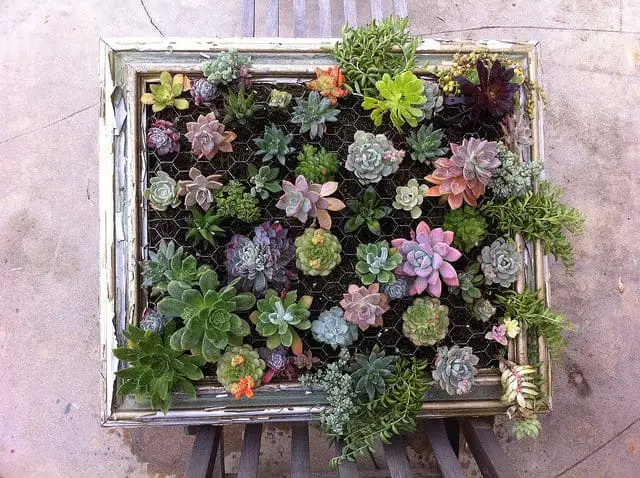 Diy: Framed Vertical Succulent Garden 3 - Flowers & Plants