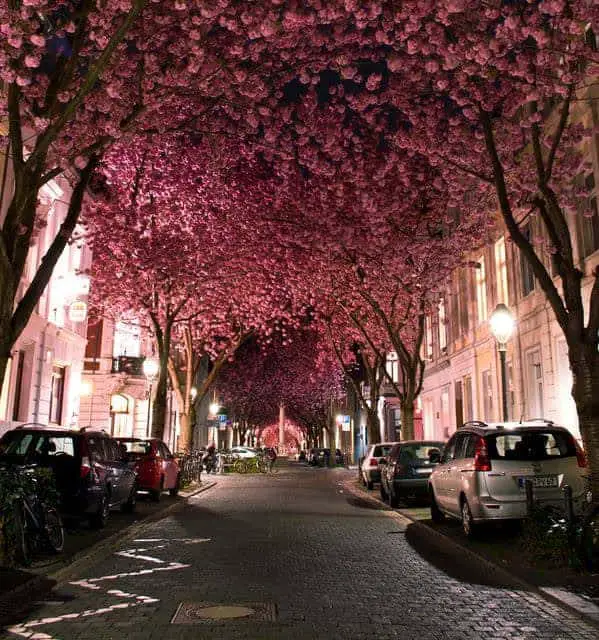 Cherry Blossom Street Landscape 5 - blossom