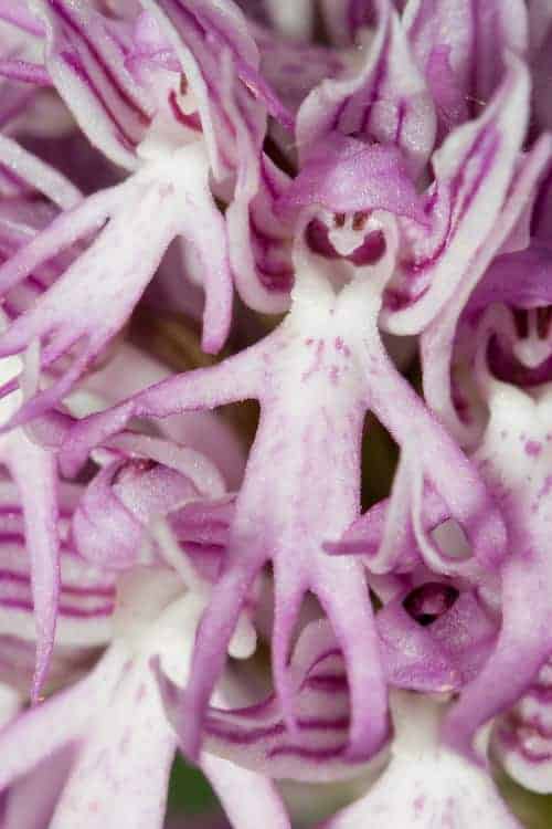 Hooker's Lips And Naked Man Orchid Among List Of World's Rudest Flowers