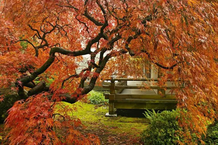 Japanese Red Lace Leaf Maple Tree in Fall