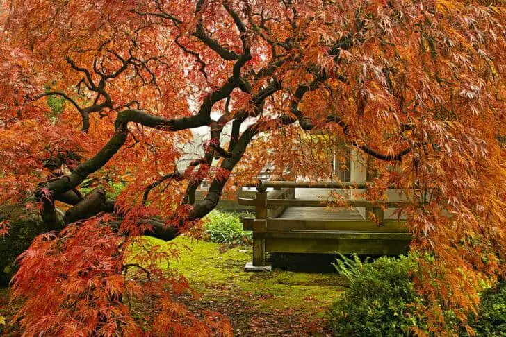 Portland Japanese Garden - flowers-plants-planters Portland Japanese Garden - flowers-plants-planters