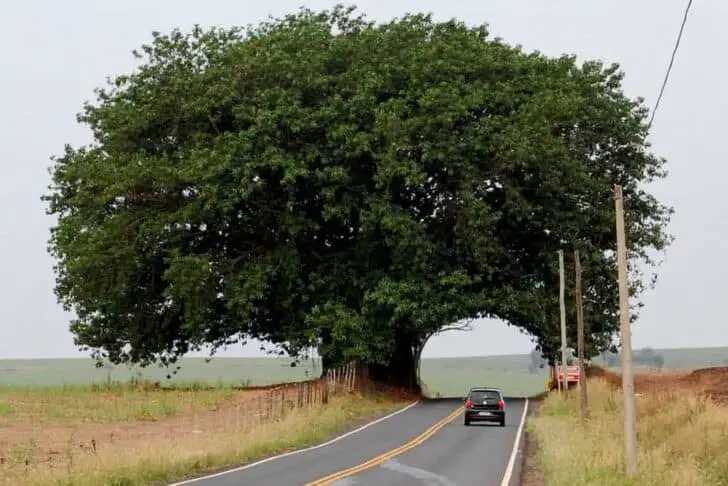 Tree Tunnel Landscape 28 - tree