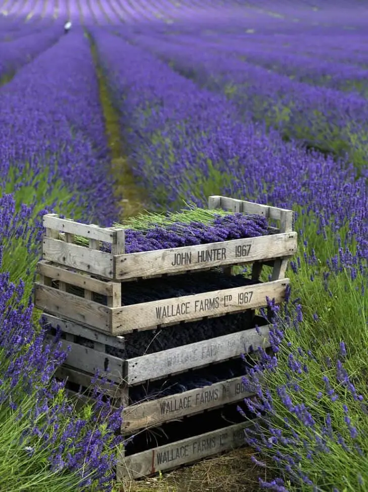 Lavender Harvest Landscape 1 - Lavender