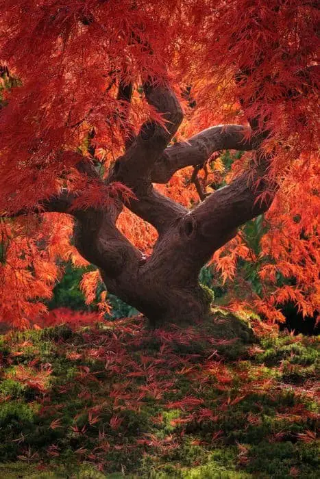 Japanese Maple Leaf Tree Landscape 19 - Urban Gardens & Agriculture