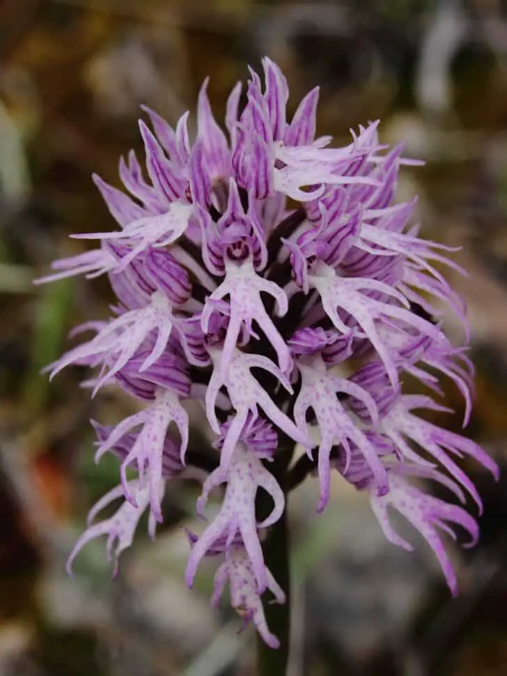 Naked Man Orchid: Amazing Orchis Italica Flower - 1001 Gardens
