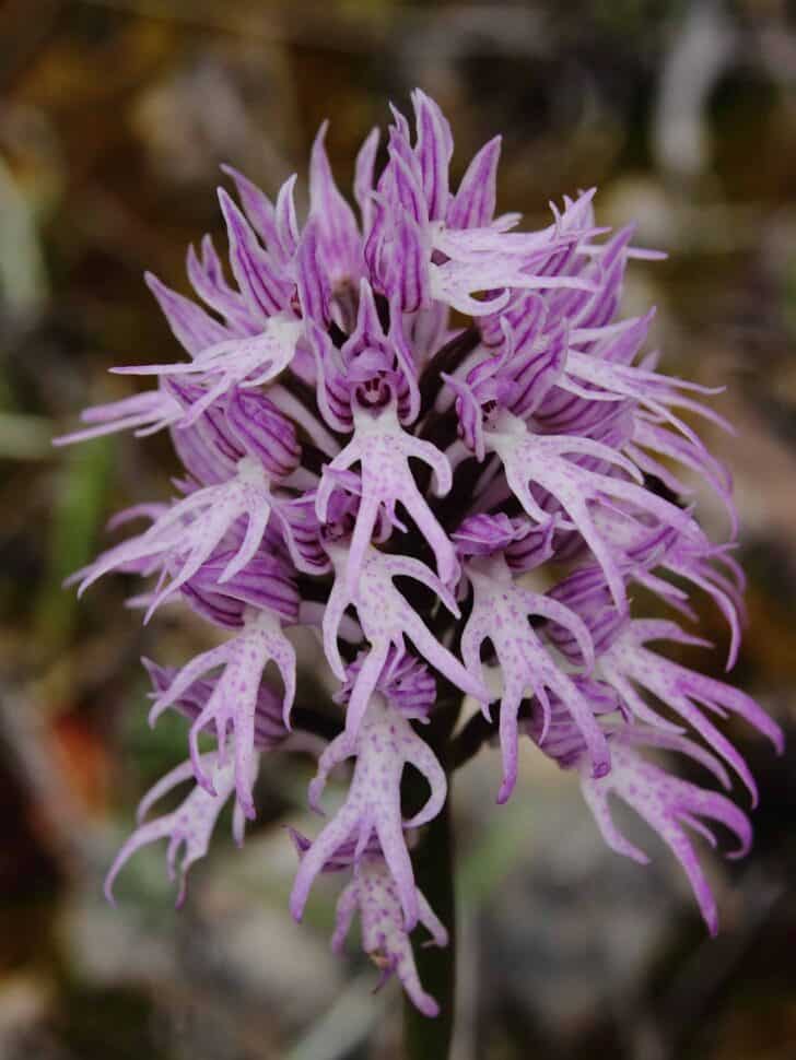 Naked Man Orchid: Amazing Orchis Italica Flower