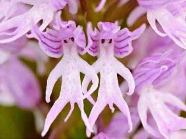 Amazing Orchis Italica Flower: Naked Man Orchid | 1001 Gardens