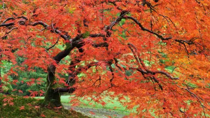 japanese_maple_portland_japanese_garden_oregon-1920x1080