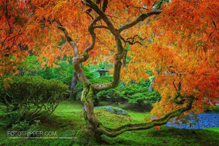 maple-trees-of-portland-japanese-garden