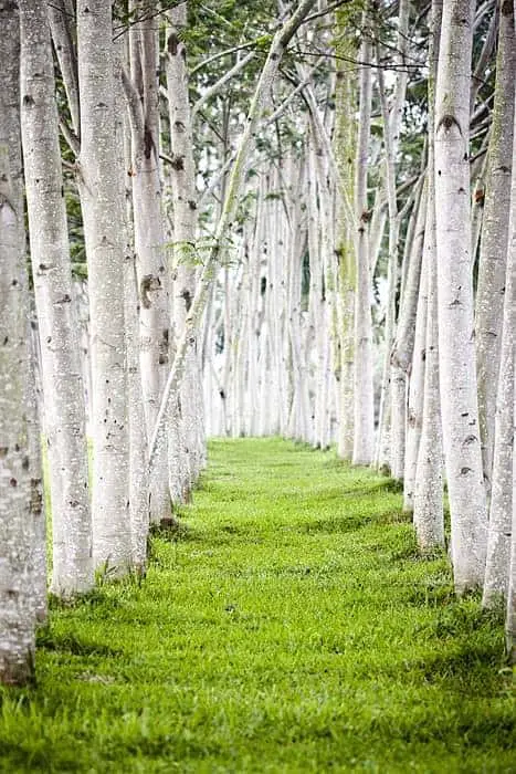 Trees Pathway Landscape 13 - grass