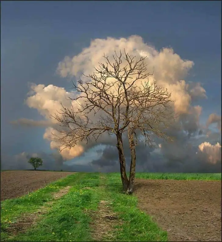 Beautiful Cloud Tree Landscape 76 - gardenphotos