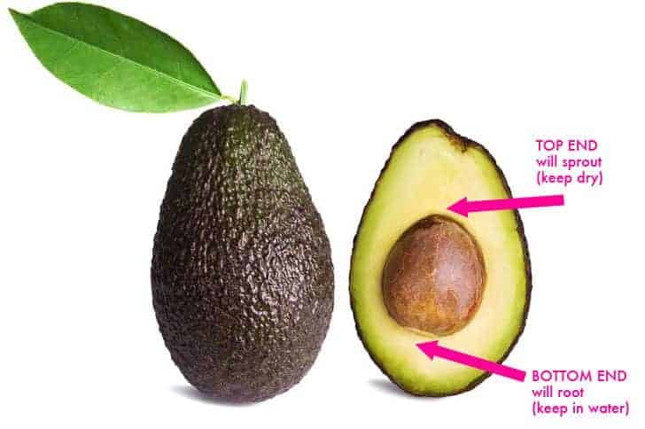 Avocado-Pit-Orientation