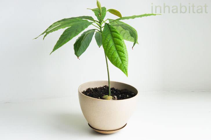 Baby-Avocado-Tree