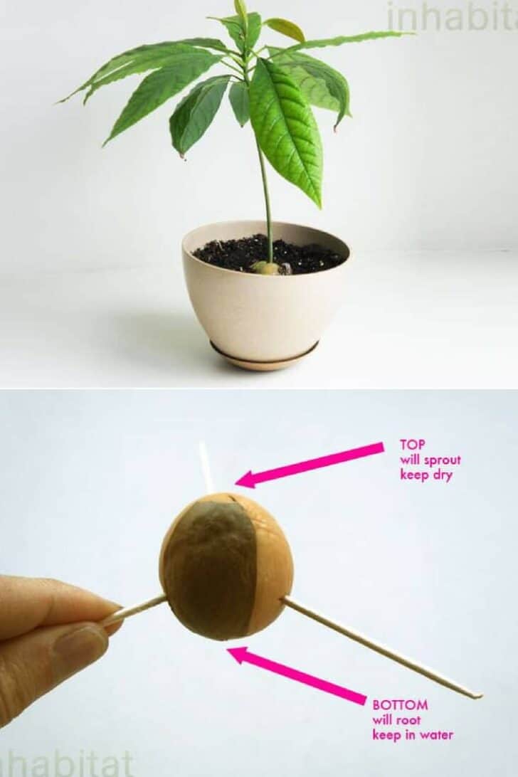 Diy: How To Grow Your Own Avocado Tree 29 - diygardenideas - 1001 Gardens Diy: How To Grow Your Own Avocado Tree