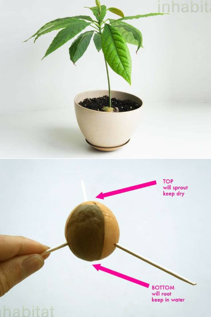 Diy How To Grow Your Own Avocado Tree 1001 Gardens