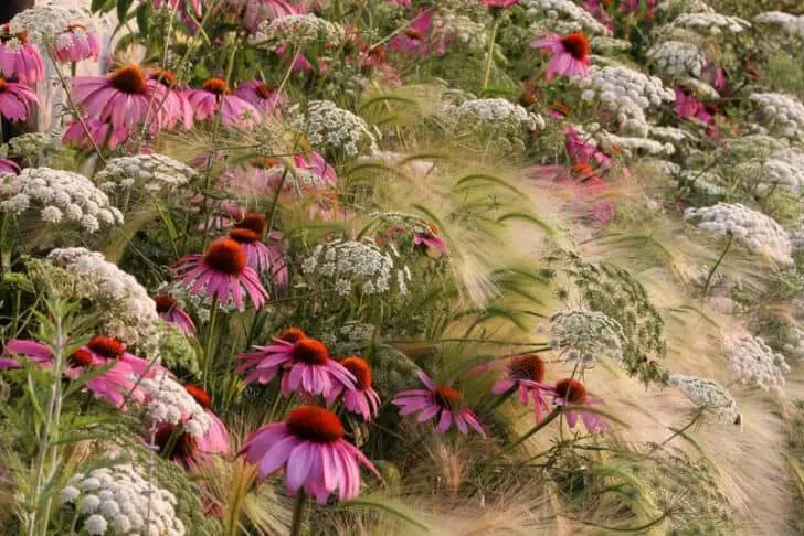 Flowered Garden Prairie 1 - Landscape & Backyard Ideas - 1001 Gardens First_XL