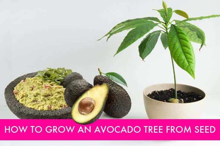 How-To-Grow-Avocado-From-Seed