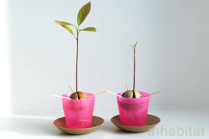 Sprouted-Avocado-Pits