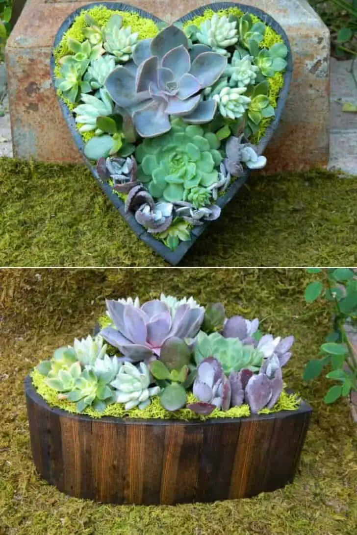 Succulent Heart for Valentine's Day
