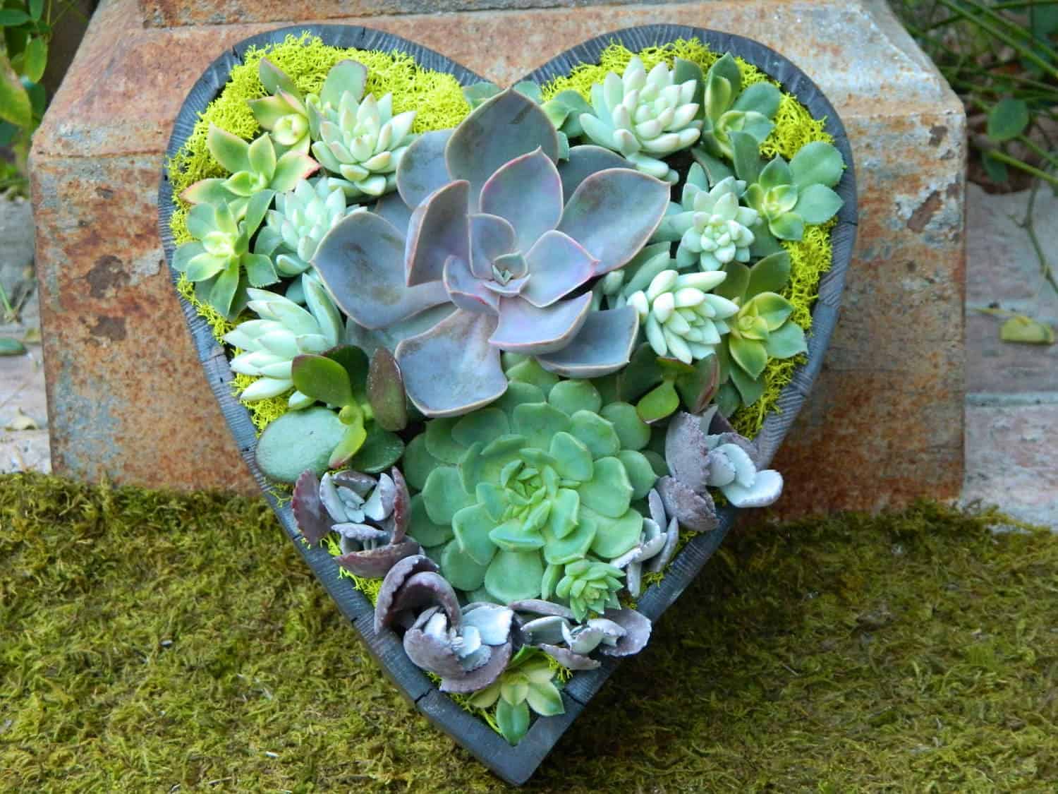 Succulent Heart for Valentine's Day - 1001 Gardens