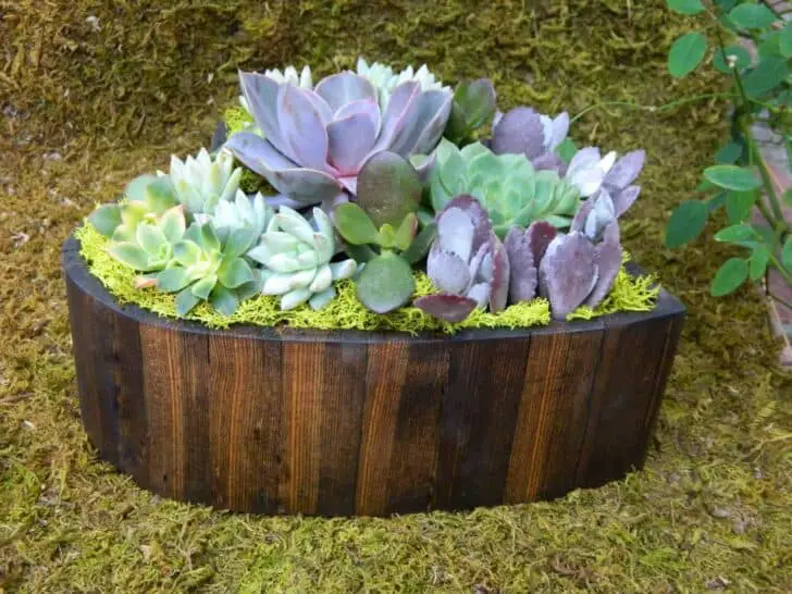 Succulent Heart for Valentine's Day - garden-decor Succulent Heart for Valentine's Day - garden-decor