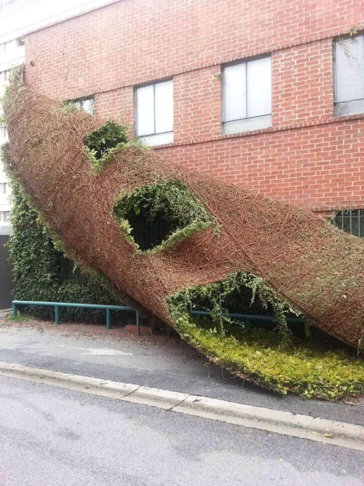 Peeled Facade 10 - Urban Gardens & Agriculture