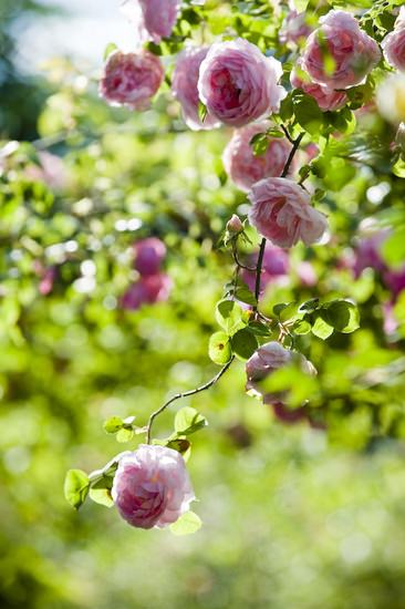 Old Rose Flowers Garden Landscape 1 - Landscape & Backyard Ideas - 1001 Gardens phpThumb_generated_thumbnailjpg