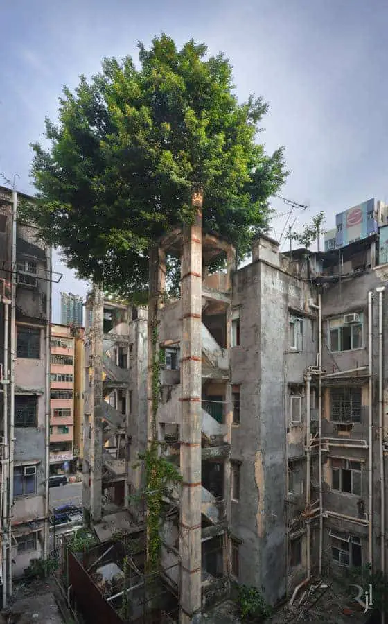 Wild Concrete: The Tenacity of Life