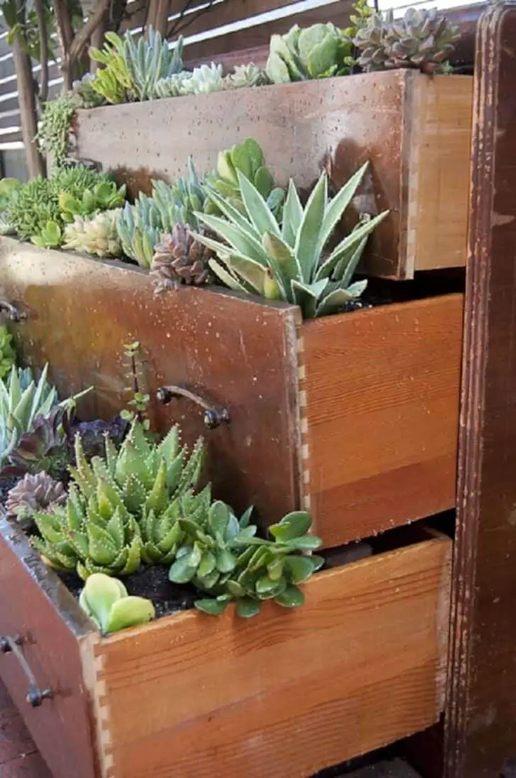 Vintage Succulent Dresser 16 - Flowers & Plants