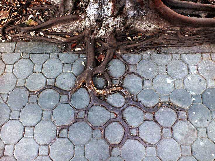 Beautiful Tree Roots Vs Concrete • 1001 Gardens