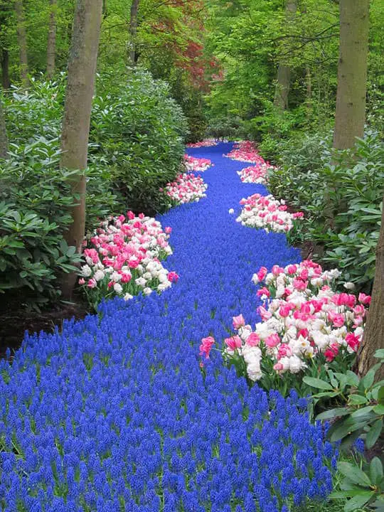 river-of-flowers-beautiful-nature