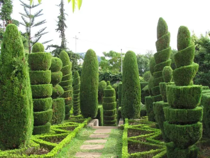 topiary17