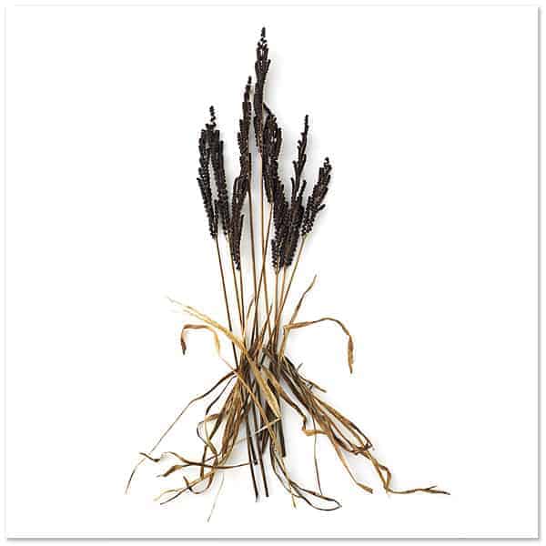 Photobotanicus: A Photographic Project by Barry Rosenthal 9 - Flowers & Plants - 1001 Gardens 13_rosenthal