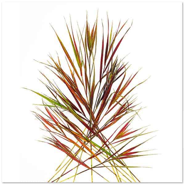 Photobotanicus: A Photographic Project by Barry Rosenthal - flowers-plants-planters Photobotanicus: A Photographic Project by Barry Rosenthal - flowers-plants-planters