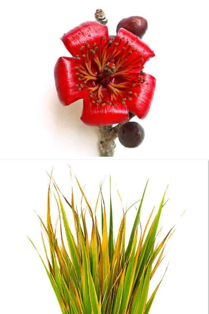 Photobotanicus: A Photographic Project by Barry Rosenthal 1 - Flowers & Plants - 1001 Gardens Photobotanicus: A Photographic Project by Barry Rosenthal