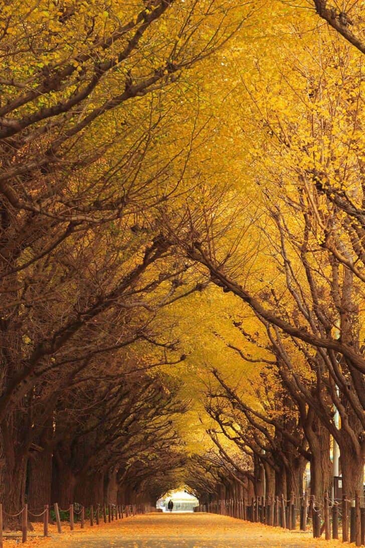 20 Amazing Beautiful Tree Tunnels Landscapes 13 - Landscape & Backyard Ideas - 1001 Gardens 20 Amazing Beautiful Tree Tunnels Landscapes 12 - Landscape & Backyard Ideas