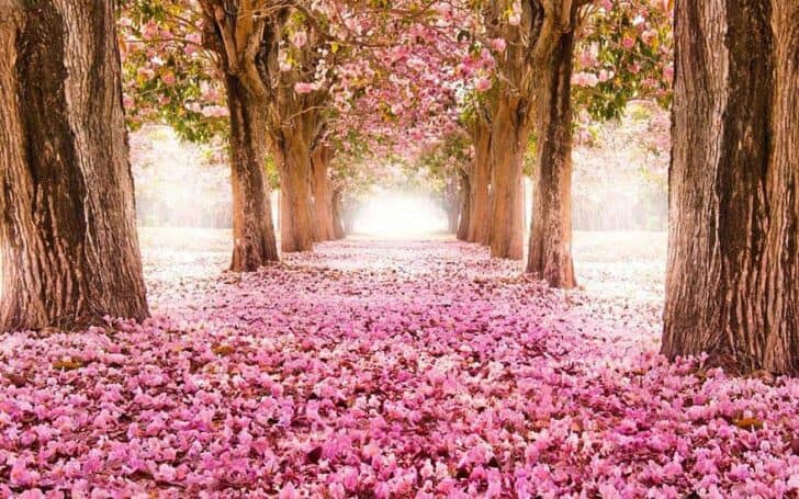 20 Amazing Beautiful Tree Tunnels Landscapes 14 - Landscape & Backyard Ideas - 1001 Gardens amazing-tree-tunnels-11