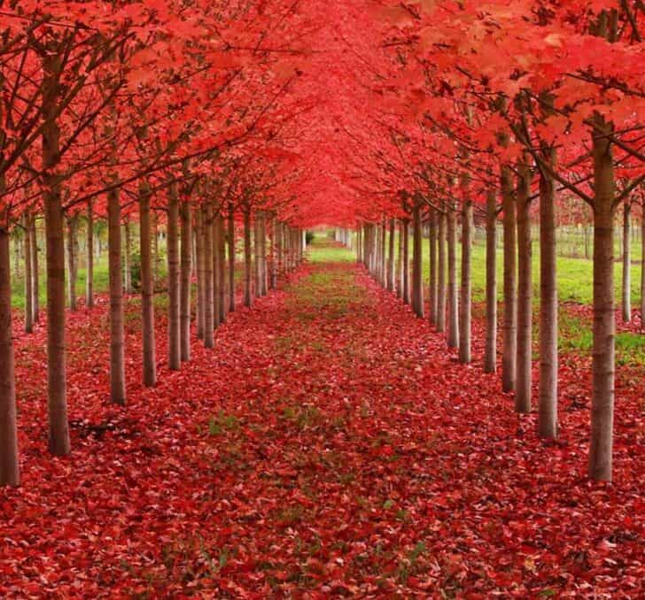 20 Amazing Beautiful Tree Tunnels Landscapes 16 - Landscape & Backyard Ideas - 1001 Gardens amazing-tree-tunnels-13