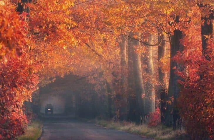 20 Amazing Beautiful Tree Tunnels Landscapes 21 - Landscape & Backyard Ideas - 1001 Gardens amazing-tree-tunnels-14
