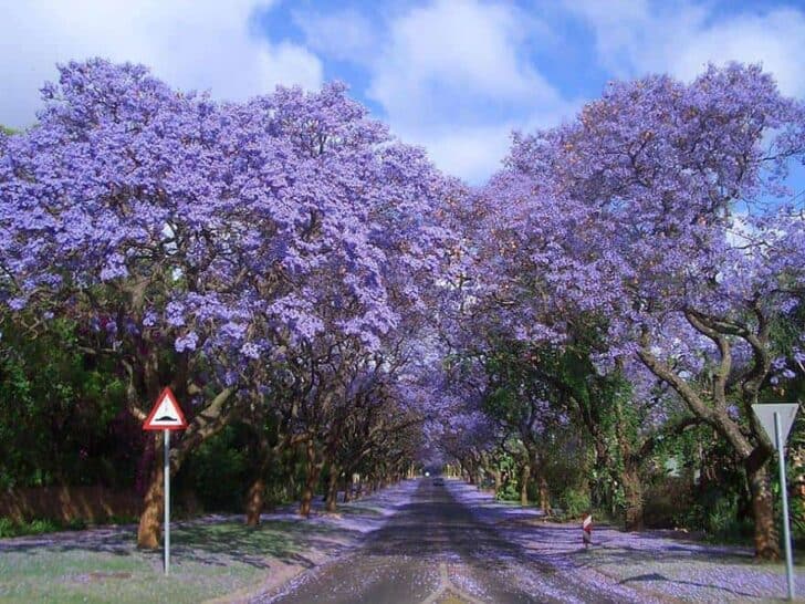 20 Amazing Beautiful Tree Tunnels Landscapes 8 - Landscape & Backyard Ideas - 1001 Gardens amazing-tree-tunnels-16